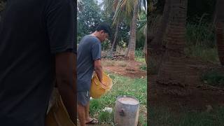 feeding time #shortsfeed #trending #agriculture#youtubeshorts #youtuber#vlogs #vlogvideo #cowvideos