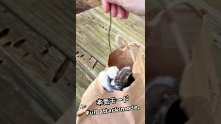 ヌコさん、今日も本気モード　The cat’s in full attack mode. Again.  #cat #shorts #cute