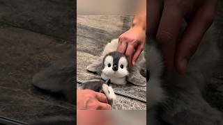 I love penguins #cute #adorable #pet #penguin #babyanimals #fluffy #cuteanimal