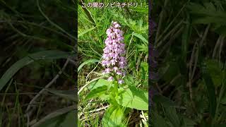 この間のノビネチドリ！、【ある風景】 #ダボさんtv #未来遺産 #そこにある自然 #植物#花#山野草#ノビネチドリ