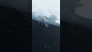 Encounter with Majesty: Polar Bear Roaming Among Icebergs