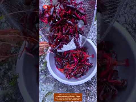 Crawfish Queen — Old Hands, Fresh Catch 🦞👵