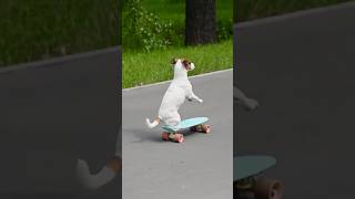 Happy Dogs Playing in Slow Motion Pure Joy