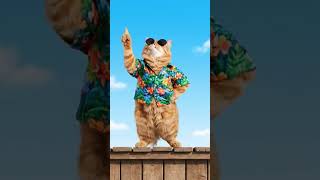 A cute cat dan tiktok song 🎵#shorts #youtubeshorts #videoshort  #cat #cat #funny #colonelkkjϟ