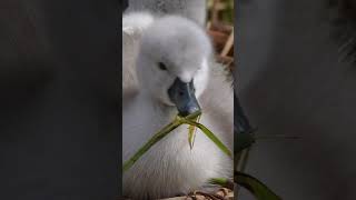 Swan cygnets: from egg hatch to first swim 🦢💦 #muteswan #discoverwildlife #robertefuller
