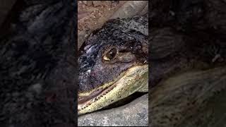 Ancient Assassin  #AmazingAnimals #DangerousAnimals #SurvivalInstinct #PredatorVsPrey