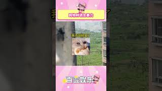 跨物种语言暴力