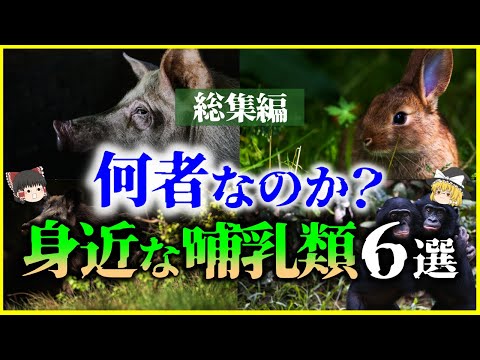 【ゆっくり解説】【総集編】何者なのか？身近な哺乳類6選を解説/ブタ、ウサギ、ボノボ、イノシシ、カピバラ他＜睡眠用＞＜作業用＞