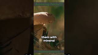 Amazing facts! #facts #highlife #mysteriousworld #wonderfulthings #world #mushroomencyclopedia
