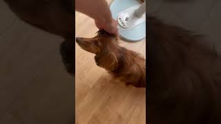 耳を撫でられてじわじわ喜ぶ犬 #shorts