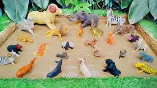 Unveiling the Hidden World of Forest and Wild Animals Through Mud Rescue