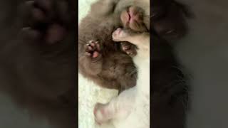 Cute kittens cuddling #catsworld #kitten #britishcat #britishshorthair #cuddletime