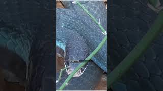 Blue Racer Snake  #BlueRacer, #SnakeFacts, #Nature,