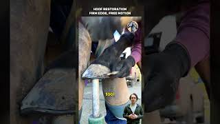Hoof Restoration Firm Edge, Free Motion #farrierskills #horsecare #hoofrestoration #equinehealth