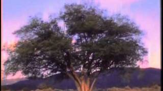 Woodsman - When The Morning Comes (Official Music Video)