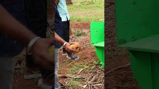 Go Green with Shredder cum Pulverizer❗ Make Organic Fertilizer from Farm Waste🎉 #shredder KCI✅