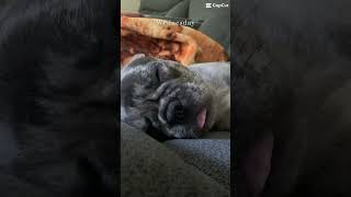 Dog edit part 2