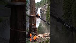 Super advanced logging machine #stihl #chainsaw #shorts #viral