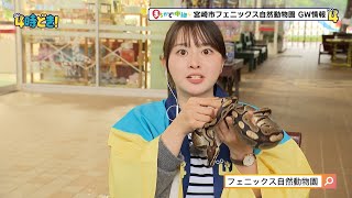 竹下凜アナがヘビにキュン！？『宮崎市フェニックス自然動物園』GW情報　2025年4月22日（火）「4時どき！」