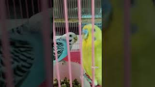 💙🤍💛💚 #lovebirds #blueavian #yellowgreen #blue #love #birds #birdlove #trending  #avianbliss