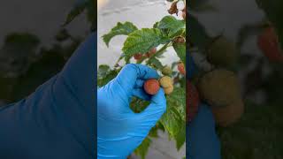 Have you ever seen this?你見過這種水果嗎？golden raspberry 金黃色覆盆莓 #berries #raspberry #plants #fruit