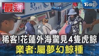 稀客!花蓮外海驚見4隻虎鯨 業者:屬夢幻鯨種｜TVBS新聞 @TVBSNEWS01