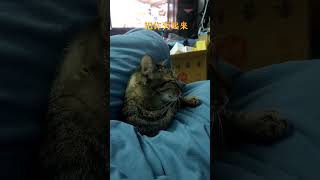 【八寶粥】這小男孩最近也超愛撒嬌 #貓咪#可愛#休閒#娛樂#