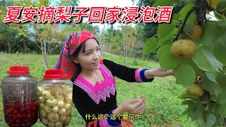 梨子季节到了跟越南姑娘夏安一起去梨子园摘李子回家浸泡酒。梨子很甜很好吃！