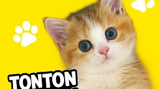 Tingkah Kucing-Kucing Ini Gak Masuk Akal Lucunya 😂