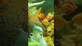 cute fish #aquariumfish #giantfish #tropicalfish #hugefish #рыбы #twofish #prettyfish #freshwater