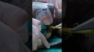#OceanRescue#MarineConservation#SeaTurtleSave#EcoHeroes#NatureRescue#foryou#foryoupage#fyp