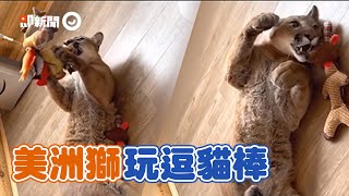 美洲獅撲「巨大逗貓棒」！扭動狂撒嬌：陪我玩❤｜寵物｜美洲獅梅西｜大貓｜貓科動物｜精選影片