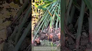 Harvesting ginger #smartfarming #gardeningtips #farmingtips