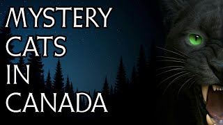 Mystery Cats of the Northern Wilderness [New 2025 Cryptozoology Documentary]