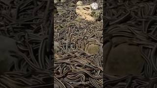 Never go to this island and why?😨#viral #trending #tamil #Aboutearth