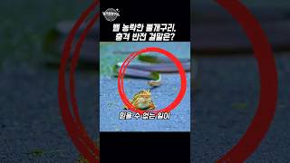 뱀 농락한 뿔개구리! 충격 반전 결말은?