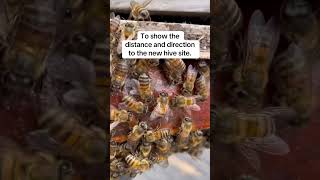 Bees Vote Too!