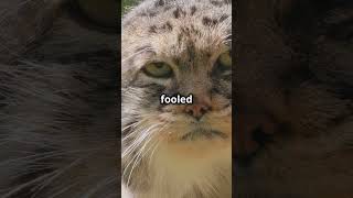 Meet the Pallas Cat Nature's Fluffiest #pallascat #wildlife  #naturedocumentary  #epicnature #viral