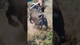 GOING AIRBORNE #lion #buffalo #wildlife #africa #intothewild