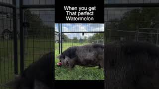 When that watermelon is just right! 😂 #watermelon #farm #fun #farmfun