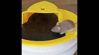 Flip N Slide Bucket Mouse Trap Best way to catch mouse rats mice learn how to catch mouse fast