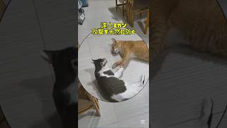 A master cat appears #Life with cats #Cat #Kitten #Rescue cat #Life with cats #Life with cats #cu...