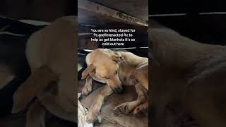 #babyanimal #kindnessiscool #puppy #paymentlink #cute #adoptionrocks #paymentmethod #adoptstrays