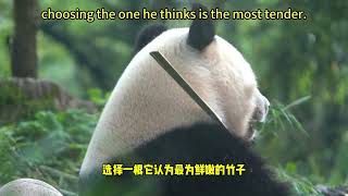 【我爱大熊猫】大熊猫香香爱吃竹子 Panda Xiangxiang loves eating bamboo #熊猫 #panda #我爱大熊猫 #Love Panda
