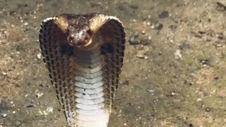 #snake