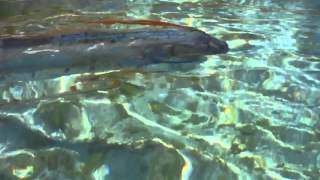 Rare oarfish sighting