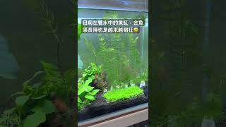 目前在養水中的魚缸，金魚藻長得也是越來越猖狂😅 #aquarium