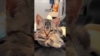 Your cute cutie is here 🥰. #kitten#cat#funny#cute#catlover#pets#catshorts#viralnow