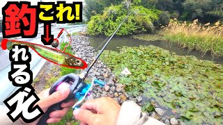 【バス釣り】ゴールデンウィーク超おすすめしたいルアーとゼロインチワッキーを紹介します！