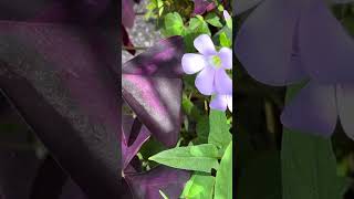 オキザリス・トリアングラリス #shorts